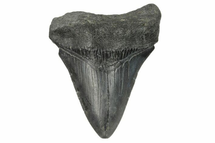 Fossil Megalodon Tooth - South Carolina #187781